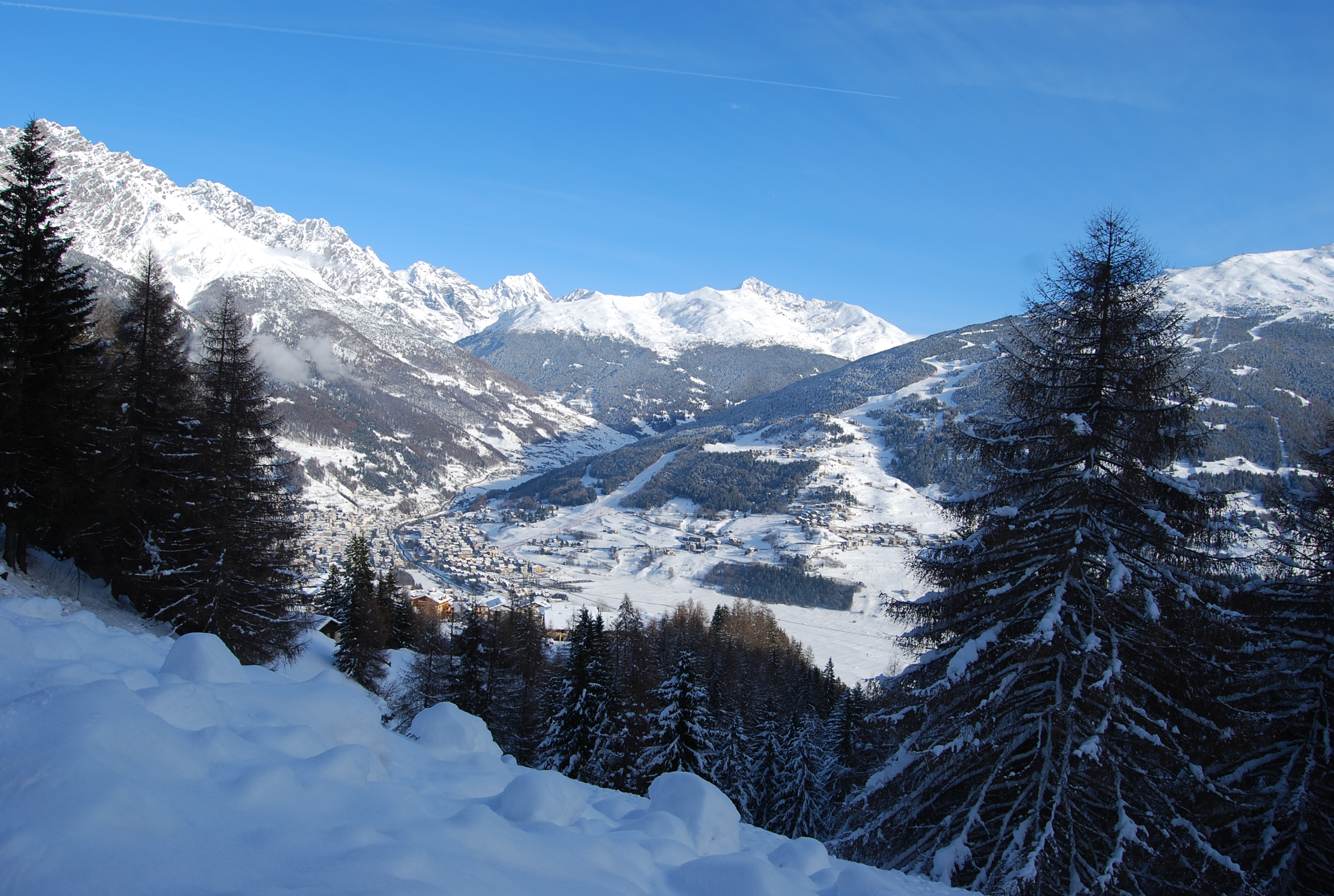SLEDDOG BORMIO